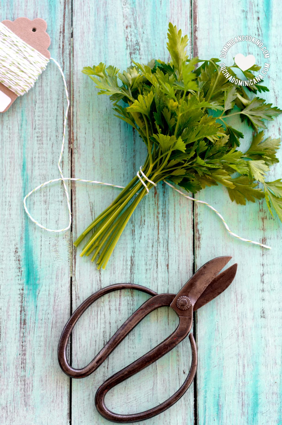 Bunch of Dominican herbs and scissors.
