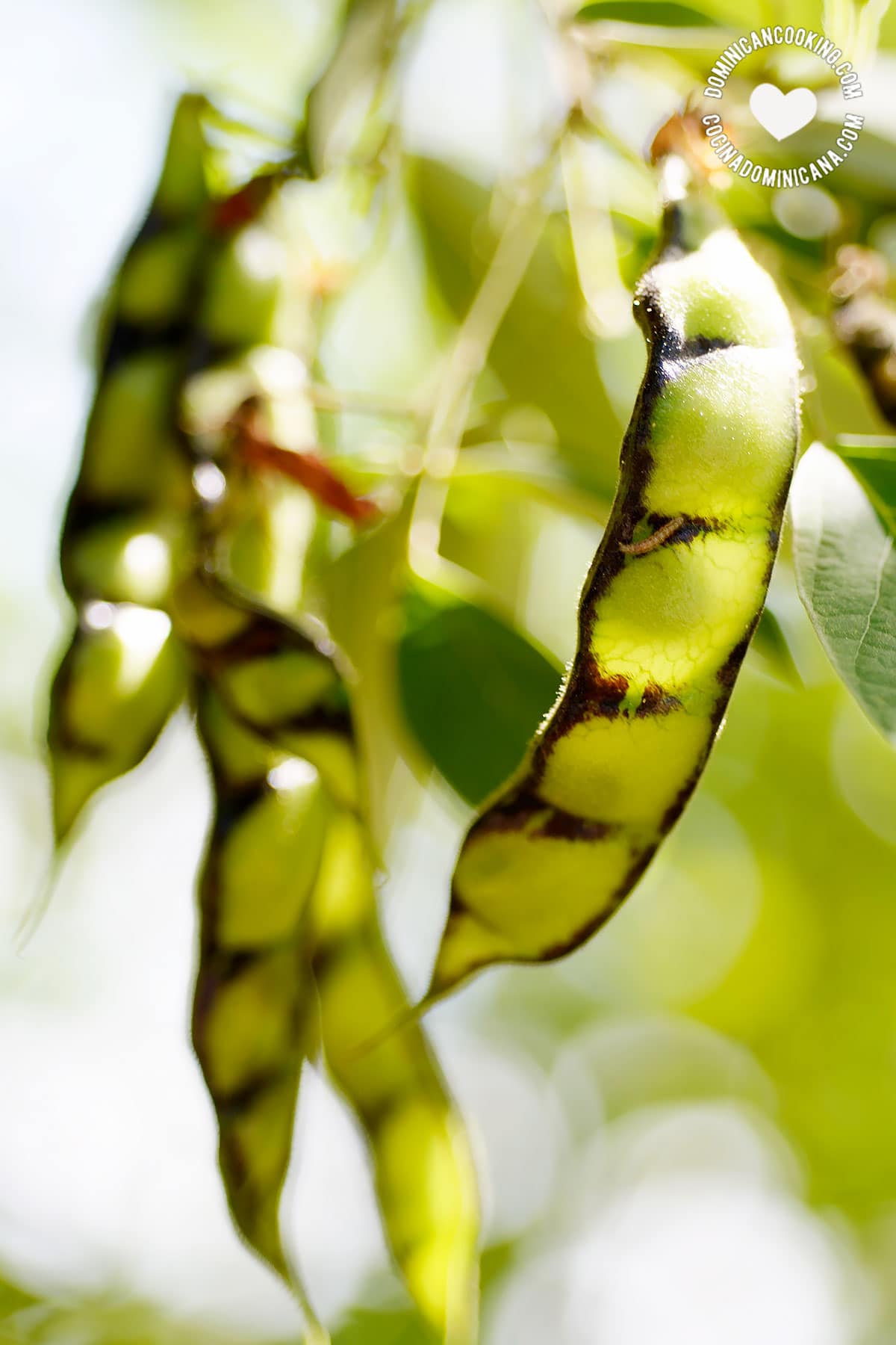 Guandules (pigeon peas).