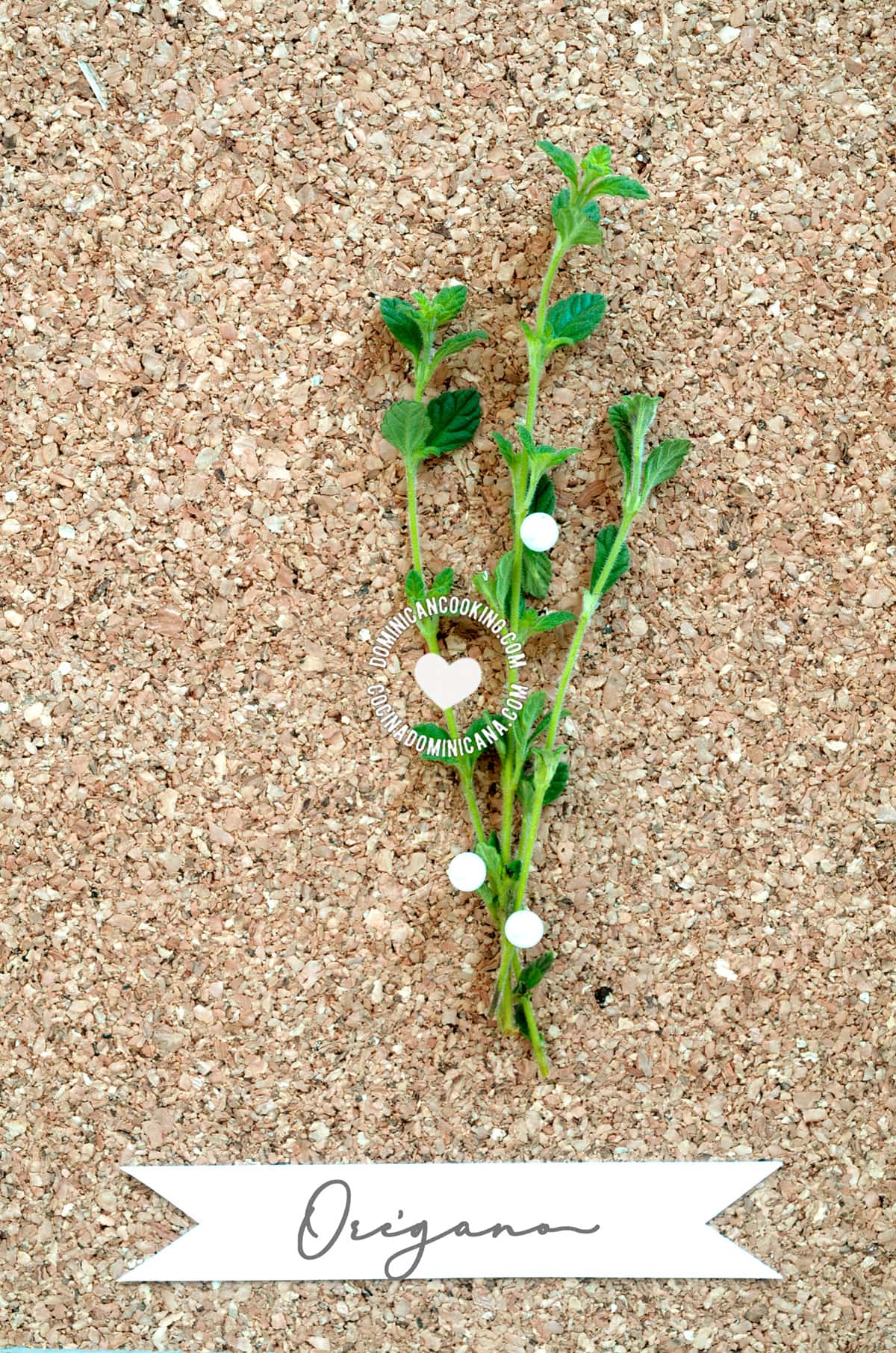 Oregano.